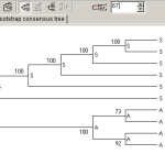 teste_bootstrap_MEGA5
